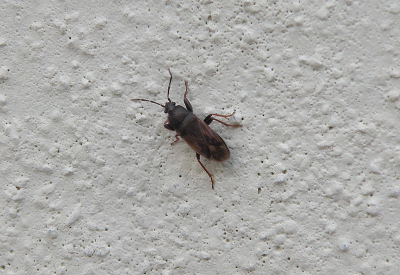 Due Lygaeidae e due Miridae